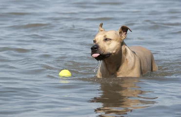 Fototapeten Spelende gezonde blije hond, Amerikaanse Staffordshire terrier, speelt met bal in water © monicaclick
