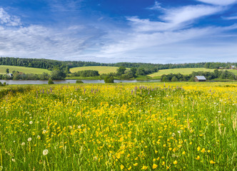 Blooming buttercups. Muranovo, Moscow region, Russia