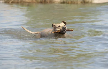 Fototapeten Spelende gezonde blije hond, Amerikaanse Staffordshire terrier, zwemt met stok in water © monicaclick
