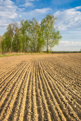 Sown field