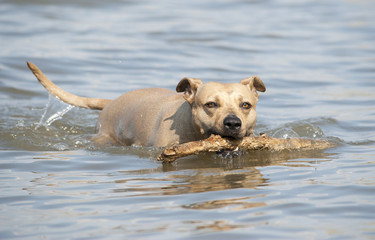 Spelende gezonde blije hond, Amerikaanse Staffordshire terrier, zwemt met stok in water