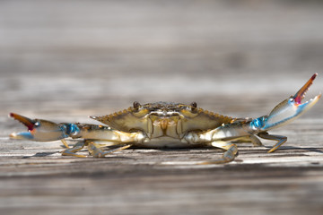 Charleston Buildings