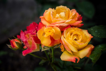 Bush bright red and yellow roses with dew drops.