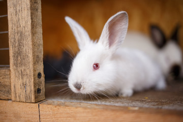 Adorable young bunny in a big wood cage at farm