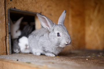 Adorable young bunny in a big wood cage at farm