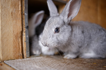Adorable young bunny in a big wood cage at farm