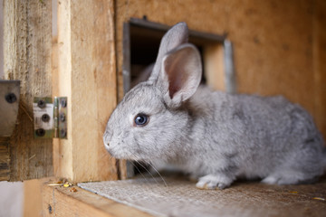 Adorable young bunny in a big wood cage at farm