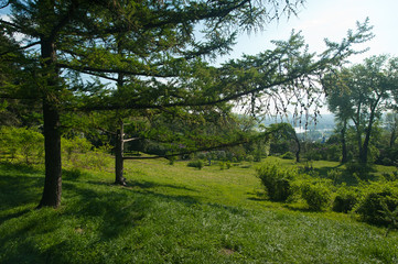 larch branches backlight