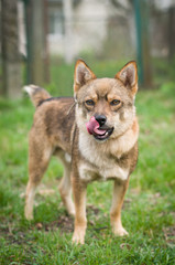 Mixed breed dog portrait 