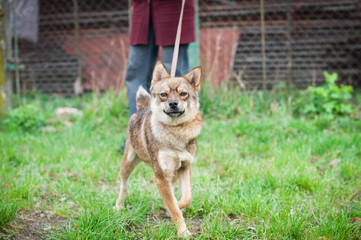 Mixed breed dog portrait 