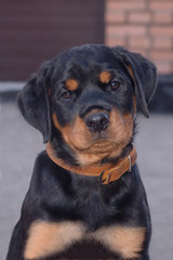 Little puppy of rottweiler