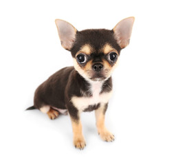 Small chihuahua puppy on the white background