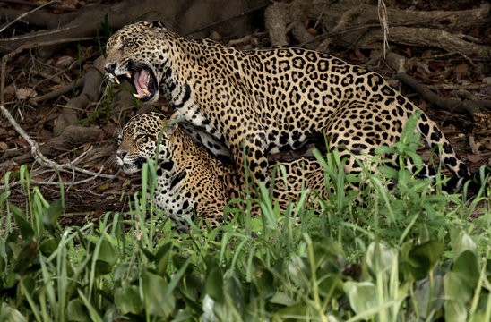 20151025 Jaguarparet har börjat sin parning igen i den brasilianska våtmarken.
Foto: Jan Fleischmann
Jan Fleischmann
