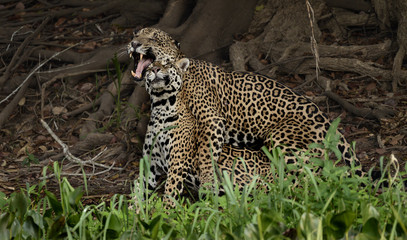 Fototapeta na wymiar 20151025. jaguarhannen och honan njuter vid floden i norra Pantanal.