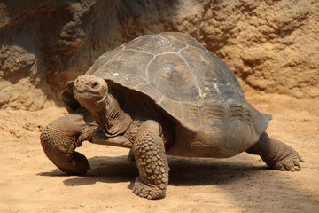 Naklejka premium Giant tortoise (Geochelone gigantea)