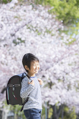 桜と新学期の男の子