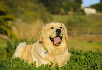 Golden Retriever dog lying in patch of clover in grass country field