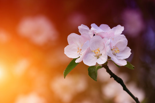 Fototapeta Wiosna w ogrodzie