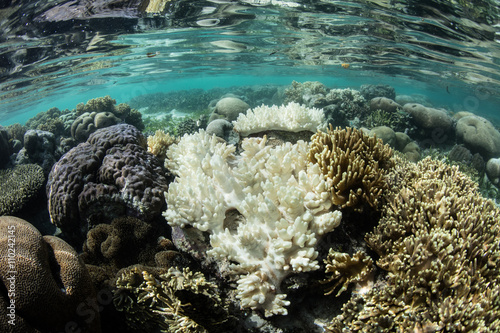 coral bleaching coral bleaching