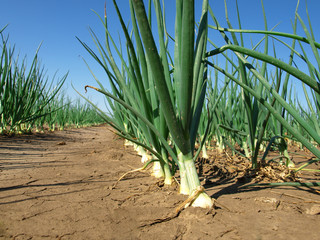 Onion field