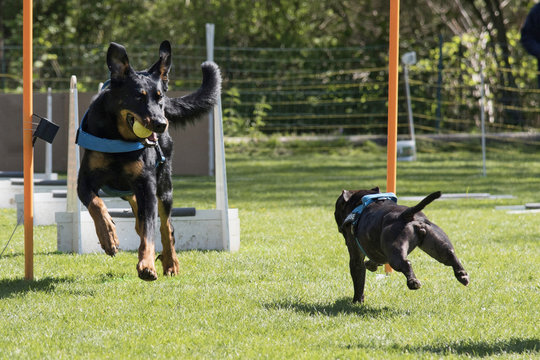flyball