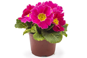 Pink spring primroses flowers, primula polyanthus in a flowerpot isolated on white background