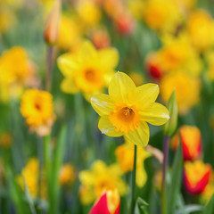 Fototapeta premium flower bed with daffodils