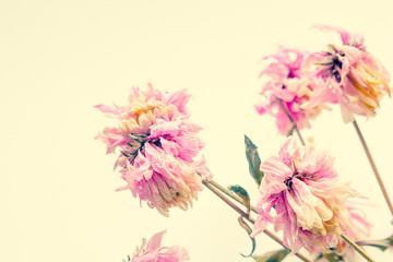 Pink dry flowers close up,  delicate floral background