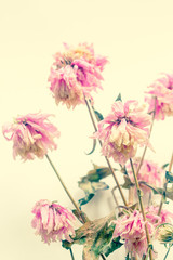 Pink dry flowers close up, floral background