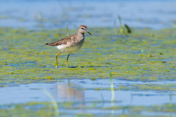 Bruchwasserläufer (Tringa glareola) in einem Tümpel