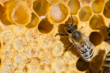 Brut in der Wabe der Honigbiene (Apis mellifera)  - obrazy, fototapety, plakaty