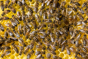 Honigbienen (Apis mellifera) auf ihren Waben im Bienenstock