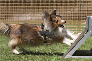 flyball