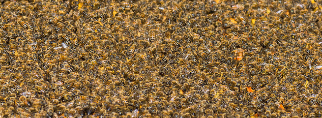 Extrem starkes und großes Bienenvolk der Honigbiene (Apis mellifera)