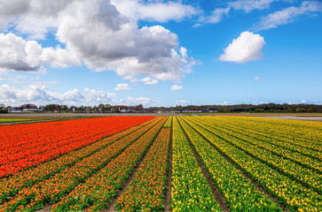 Fototapeta na wymiar tulip field near Lisse, Netherlands