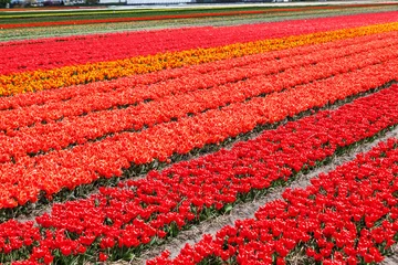Crédence de cuisine en verre imprimé Tulipe Champ de tulipes près de Lisse, Pays-Bas