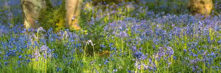 Spring Meadow Bluebell Flowers in Morning Light, Panoramic View