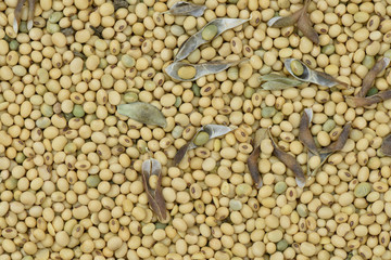 Soy bean organic  background