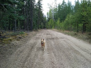 Dog running on trail
