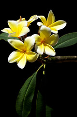 yellow plumeria spa flowers in bloom