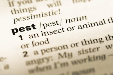 Fototapeta premium Close up of old English dictionary page with word pest