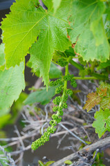 Young green bunch of grapes at the beginning of its growth,Mykon