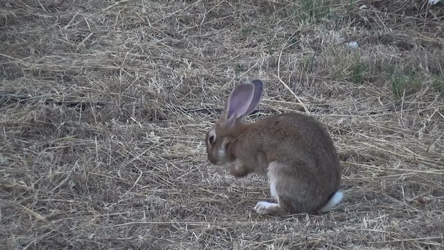 A rabbit is gazing in the field.