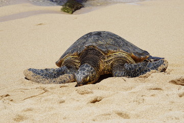 Wild Honu giant Hawaiian green sea turtles at Hookipa Beach Park, Maui