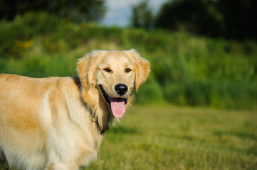 Golden Retriever dog in grass field