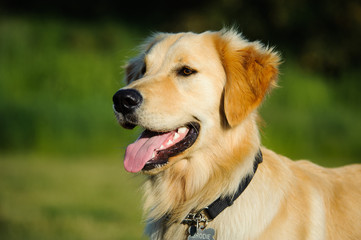 Portrait of Golden Retriever dog with happy smile