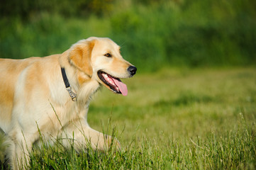 Golden Retriever dog walking through tall grass in field