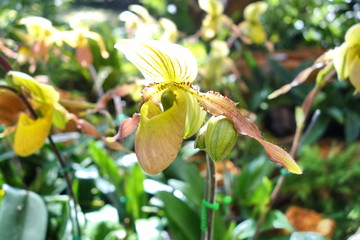 Flowers of Paphiopedilum orchid