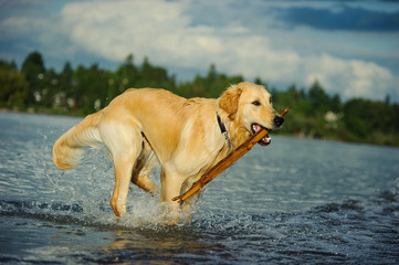 Golden Retriever dog running along a river edge with a large stick