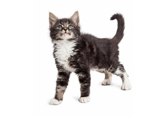 Young Kitten Over White Side View